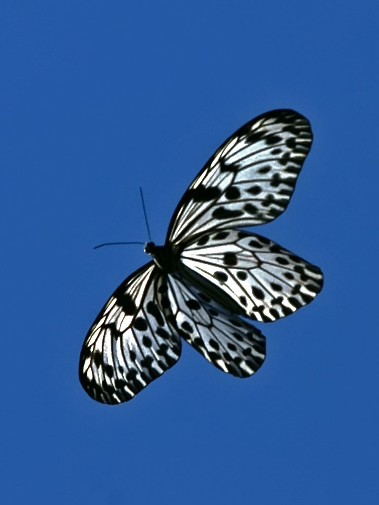 Sinharaja Forest Reserve
