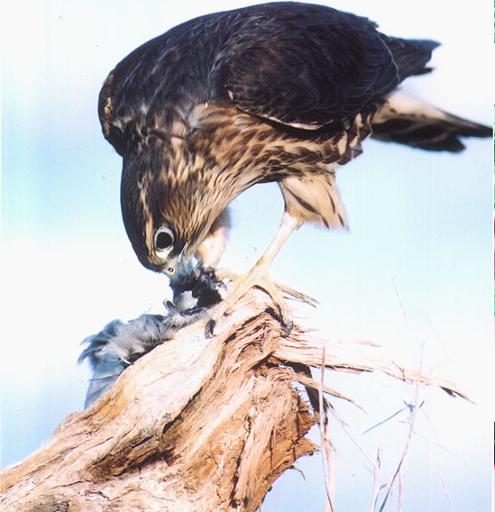 A falcon eating its prey Picture Courtesy: Rebecca O'Connor