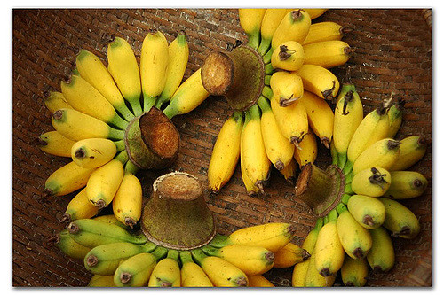 Bunches of banana fruit
