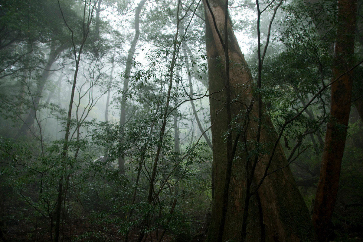 Yakushima